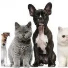 La imagen 1 de la Empresa AMOR & MASCOTA Tienda para mascotas en Mendoza AR-M	
