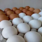 La imagen 3 de la Empresa AVICOLA LA ESPERANZA Ventas de Huevos de Codornices en Pocito AR-J