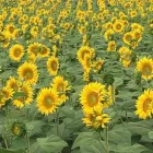 La imagen 2 de la Empresa BELGRANO CEREALES SRL Viveros en General Belgrano AR-B