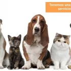 La imagen 2 de la Empresa CLINICA VETERINARIA DEL SUR Veterinario en Capital Federal AR-B