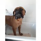 La imagen 1 de la Empresa COMO PERROS Y GATOS Traslado de Perros en Francisco Alvarez AR-B