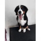 La imagen 2 de la Empresa COMO PERROS Y GATOS Traslado de Perros en Francisco Alvarez AR-B