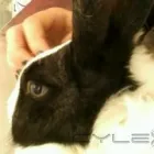 La imagen 2 de la Empresa CONSULTORIO VETERINARIO OSOMAG - URGENCIAS VETERINARIAS 24 HS Veterinarios a Domicilio en Mar del Plata AR-B
