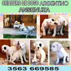 La imagen 1 de la Empresa CRIADERO DOGO ARGENTINO EN CORDOBA Criador de perros en Balnearia AR-X