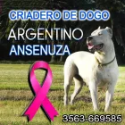 La imagen 2 de la Empresa CRIADERO DOGO ARGENTINO EN CORDOBA Criador de perros en Balnearia AR-X