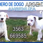 La imagen 3 de la Empresa CRIADERO DOGO ARGENTINO EN CORDOBA Criador de perros en Balnearia AR-X