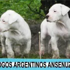 La imagen 4 de la Empresa CRIADERO DOGO ARGENTINO EN CORDOBA Criador de perros en Balnearia AR-X