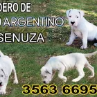 La imagen 5 de la Empresa CRIADERO DOGO ARGENTINO EN CORDOBA Criador de perros en Balnearia AR-X