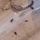 La imagen 4 de la Empresa CYM CONTROL DE PLAGAS Servicio de control de plagas en Ramos Mejía AR-B