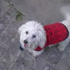 La imagen 1 de la Empresa EL RECREO DE LALI Paseador de perros en Martínez AR-B