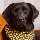 La imagen 2 de la Empresa EL RECREO DE LALI Paseador de perros en Martínez AR-B