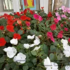 La imagen 15 de la Empresa ESCUELA SAN IGNACIO DE LOYOLA Nivel Inicial en Guillermo Enrique Hudson AR-B