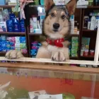 La imagen 1 de la Empresa FARMACIA IRURZUN Ventas de Medicamentos en Bella Vista AR-B