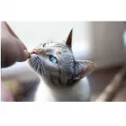 La imagen 2 de la Empresa FRANCISCO SANDAZA GALAN - MEDICINA ANIMAL - SANTA FE Hospital de animales en Santa Fe Argentina