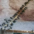 La imagen 8 de la Empresa FUMIGACIONES EN QUILMES Roedores en Quilmes AR-B