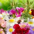 La imagen 2 de la Empresa ISA GARDEN SAS Viveros en Yerba Buena AR-T