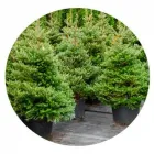 La imagen 3 de la Empresa ISA GARDEN SAS Viveros en Yerba Buena AR-T