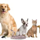 La imagen 1 de la Empresa K-NINO´S CONSULTORIO VETERINARIO Veterinario en Berazategui AR-B