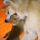 La imagen 1 de la Empresa KIZOKU ITSUMO GO Criador de perros en La Plata AR-B