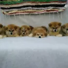 La imagen 2 de la Empresa KIZOKU ITSUMO GO Criador de perros en La Plata AR-B