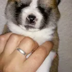 La imagen 3 de la Empresa KIZOKU ITSUMO GO Criador de perros en La Plata AR-B