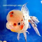 La imagen 1 de la Empresa LIONFISHAQUARIUM PECES Veterinarios en Tigre AR-B
