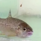 La imagen 2 de la Empresa LIONFISHAQUARIUM PECES Veterinarios en Tigre AR-B