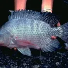 La imagen 3 de la Empresa LIONFISHAQUARIUM PECES Veterinarios en Tigre AR-B