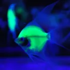 La imagen 4 de la Empresa LIONFISHAQUARIUM PECES Veterinarios en Tigre AR-B