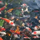 La imagen 5 de la Empresa LIONFISHAQUARIUM PECES Veterinarios en Tigre AR-B