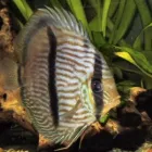 La imagen 6 de la Empresa LIONFISHAQUARIUM PECES Veterinarios en Tigre AR-B