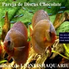 La imagen 7 de la Empresa LIONFISHAQUARIUM PECES Veterinarios en Tigre AR-B