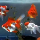 La imagen 8 de la Empresa LIONFISHAQUARIUM PECES Veterinarios en Tigre AR-B