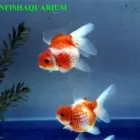 La imagen 9 de la Empresa LIONFISHAQUARIUM PECES Veterinarios en Tigre AR-B