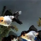 La imagen 10 de la Empresa LIONFISHAQUARIUM PECES Veterinarios en Tigre AR-B