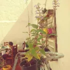 La imagen 2 de la Empresa MIS ORQUÍDEAS - HOGAR DE ABUELOS Personal Especializado en Mar del Plata AR-B