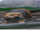 La imagen 1 de la Empresa PELU  CANINA  GEMMA Peluquerías para Razas en La Plata AR-B