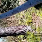 La imagen 1 de la Empresa PODA DE ARBOLES EN ALTURA Servicios Profesionales en Quilmes Oeste AR-B