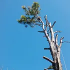 La imagen 2 de la Empresa PODA DE ARBOLES EN ALTURA Servicios Profesionales en Quilmes Oeste AR-B