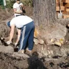 La imagen 3 de la Empresa PODA DE ARBOLES EN ALTURA Servicios Profesionales en Quilmes Oeste AR-B