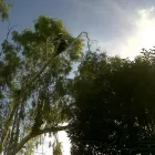 La imagen 4 de la Empresa PODA DE ARBOLES EN ALTURA Servicios Profesionales en Quilmes Oeste AR-B