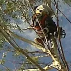 La imagen 7 de la Empresa PODA DE ARBOLES EN ALTURA Servicios Profesionales en Quilmes Oeste AR-B