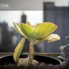 La imagen 5 de la Empresa PRODUCCIONES SOCRAM Fotografo en Burzaco AR-B