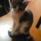 La imagen 1 de la Empresa PUPPIS - SUCURSAL MARTÍNEZ Transportadoras en Martínez AR-B