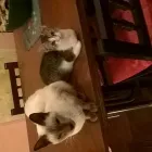 La imagen 2 de la Empresa PUPPIS - SUCURSAL MARTÍNEZ Transportadoras en Martínez AR-B