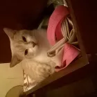 La imagen 3 de la Empresa PUPPIS - SUCURSAL MARTÍNEZ Transportadoras en Martínez AR-B