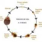 La imagen 4 de la Empresa QUITAPLAGAS XXX en Adrogué AR-B