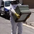La imagen 10 de la Empresa QUITAPLAGAS XXX en Adrogué AR-B