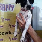 La imagen 3 de la Empresa SCRAPPY 2 Peluquerías para Razas en Tolosa AR-B