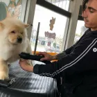 La imagen 1 de la Empresa SCRAPPY DUCHA Peluquerías para Razas en Tolosa AR-B